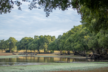 Big Lagoon Camp: Galeriewald