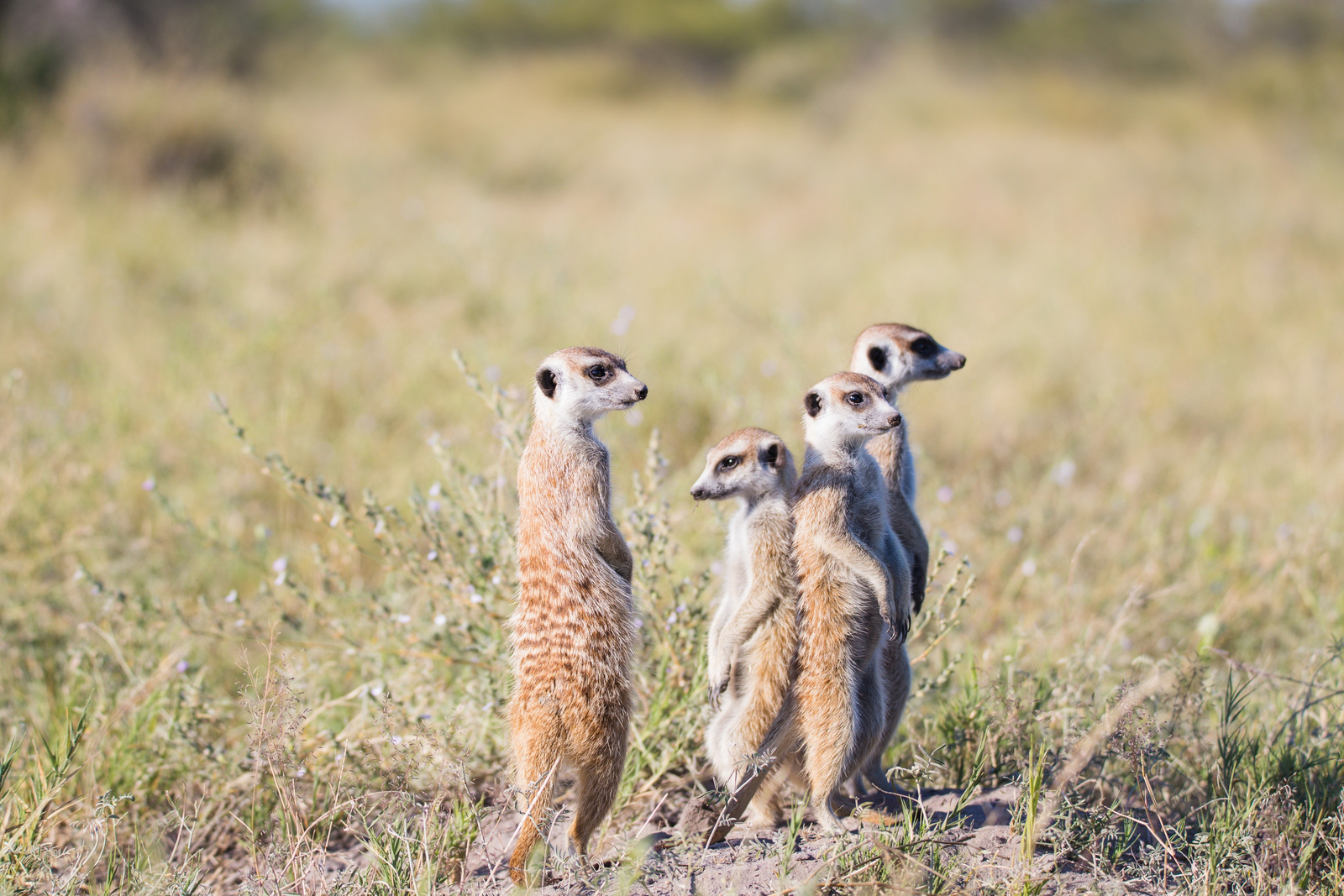 Boteti River Camp Boteti River Camp: Erdmännchen