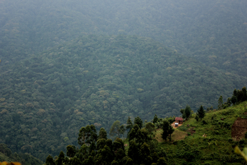 Buhoma Lodge: Dunst über dem Regenwald