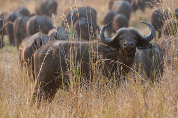 Bushcamp Company: Büffel