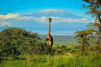 Campi ya Kanzi: Giraffe vor dem Kilimanjaro