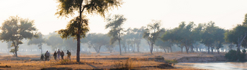 Classic Zambia Safaris Classic Zambia Safaris: Walking Safari