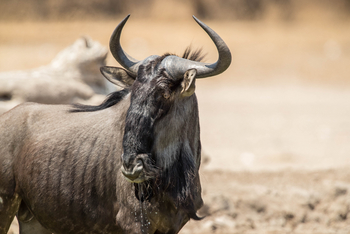 Dinaka Lodge: Gnus