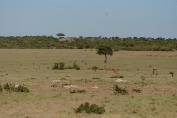 Entim Masai Mara: Antilopen im Grasland