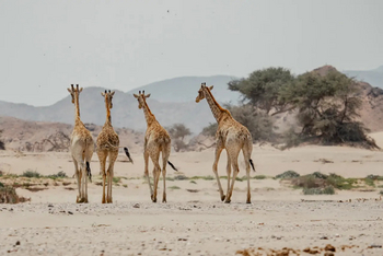 Hoanib Elephant Camp: Giraffengruppe