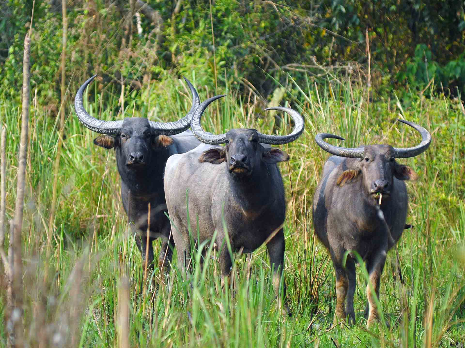 Musa Jungle Retreat Musa Jungle Retreat: Asiatische Wasserbüffel