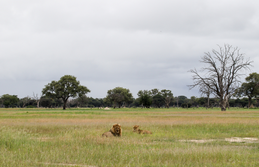 Imvelo Safaris Imvelo Safaris