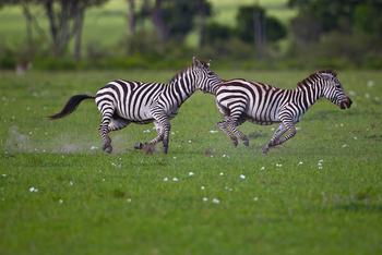 Karen Blixen Camp: Zebragalopp