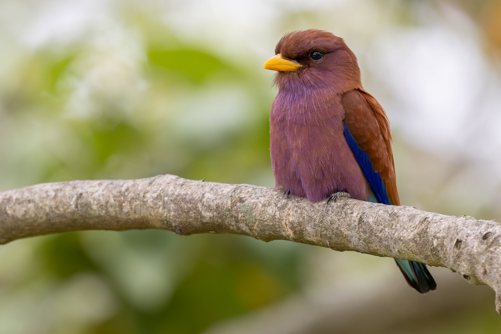 Katambuga House Katambuga House: Broad-billed Roller