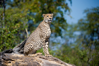 King's Pool Camp King's Pool Camp: Gepard