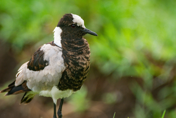 Koroi Forest Camp: Schmiedekiebitz