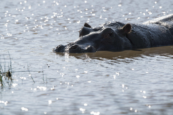 Kubu Kubu Tented Camp: Nilpferd