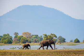 Kuthengo Camp: Elefantenkuh mit Kalb