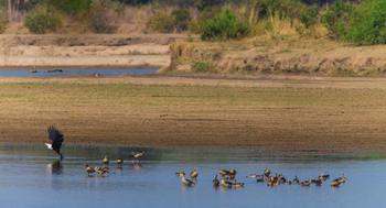 Luambe Camp: Afrikanischer Fischadler