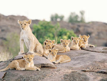 Mara Bushtops: Löwenkindergarten