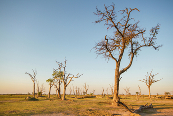 Moremi Game Reserve: Bizarre Bäume