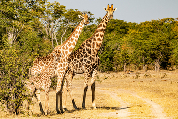 Muddy Teak Camp: Giraffen