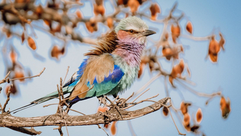 Mukambi Busanga Plains Camp: Gabelracke