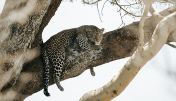 Nimali Serengeti Camp: Leopard im Serengeti National Park