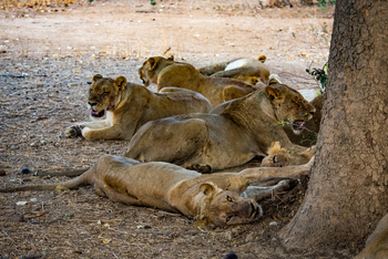 Nokanyana Camp: Löwenrudel
