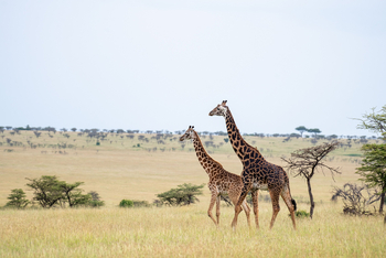 Olare Mara Kempinski: Giraffen seitlich