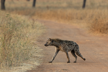 Olkeri Camp: Tüpfelhyäne