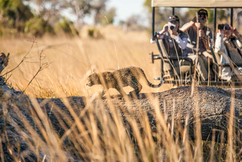 Pom Pom Camp: Leopardenbaby