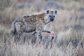 Qorokwe Camp: Tüpfelhyäne
