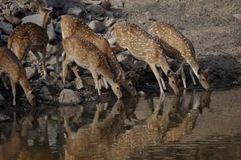 Ranthambore National Park: Chitalhirsche an einer Wasserstelle