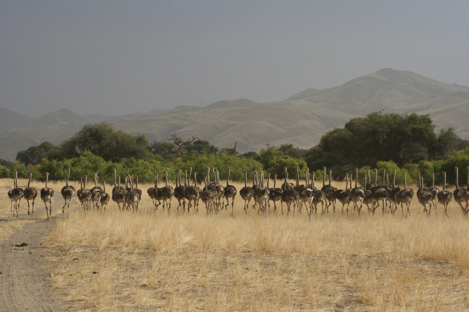 Sanctuary Okahirongo Elephant Lodge Sanctuary Okahirongo Elephant Lodge: Strauße