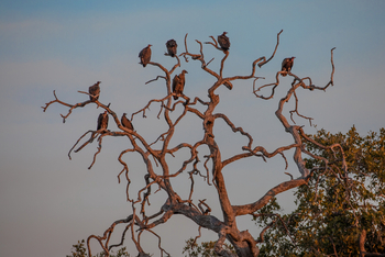 Selinda Explorers Camp Selinda Explorers Camp: Geier