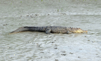 Sunderban Tiger Camp: Salzwasserkrokodil