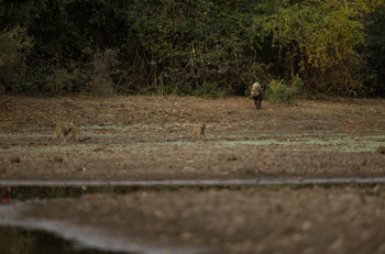 Sungani Lodge: Bush Pig