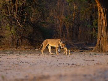 Sungani Lodge Sungani Lodge: Löwen