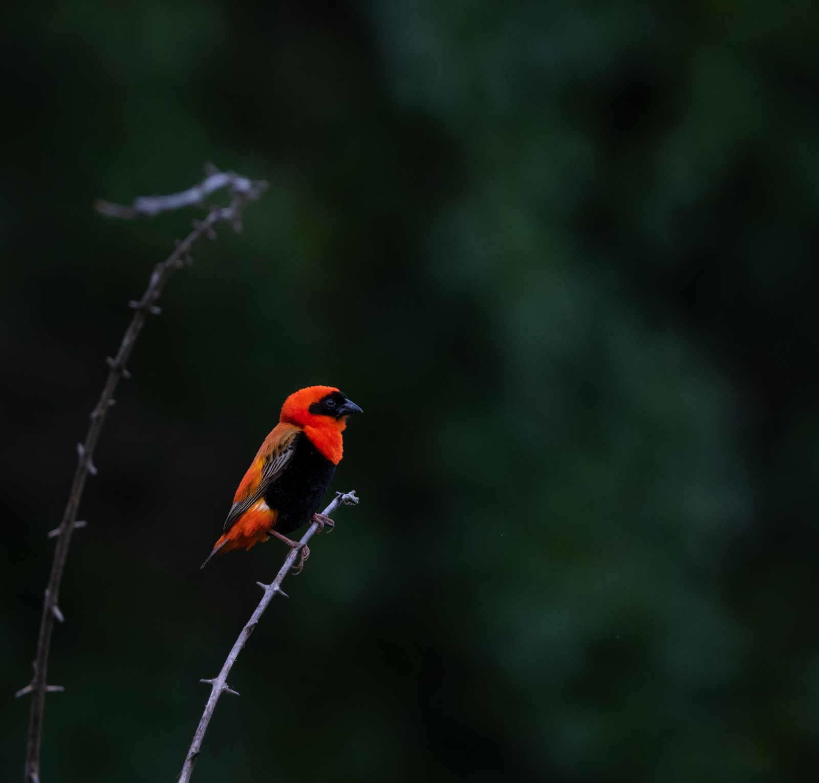 Sungani Lodge Sungani Lodge: Red Bishop