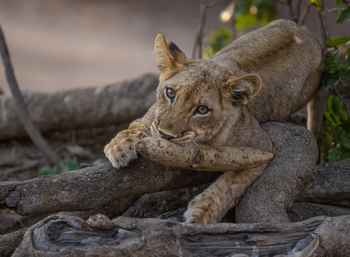 Sungani Lodge Sungani Lodge: Ruhender Löwe