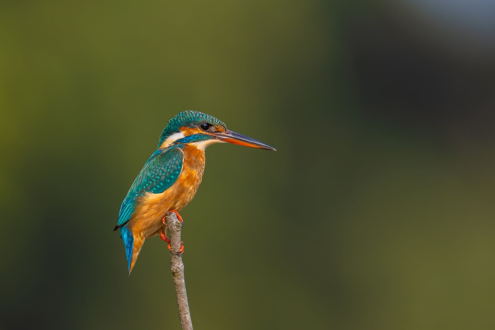 The Untamed Bandhavgarh The Untamed Bandhavgarh: Eisvogel