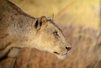 Time + Tide South Luangwa: Löwin