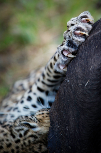Vumbura Plains Camp: Leopardenpranke