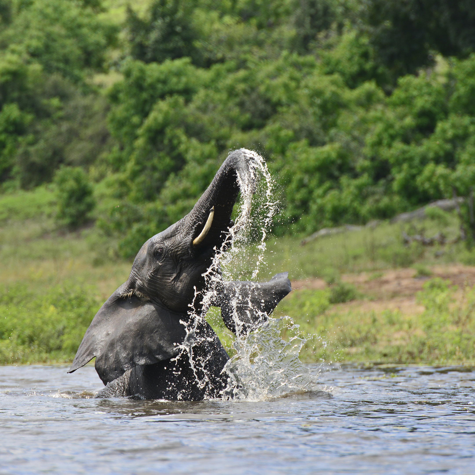 Zambezi Queen Zambezi Queen: Elefant im Chobe National Park