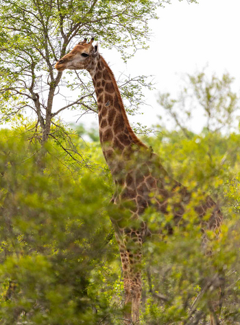 Cheetah Plains: Giraffe