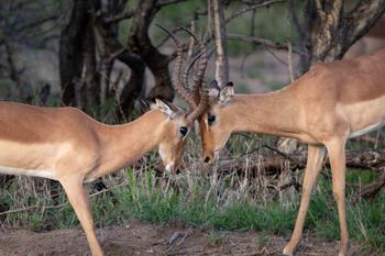 Cheetah Plains: Kämpfende Impalas