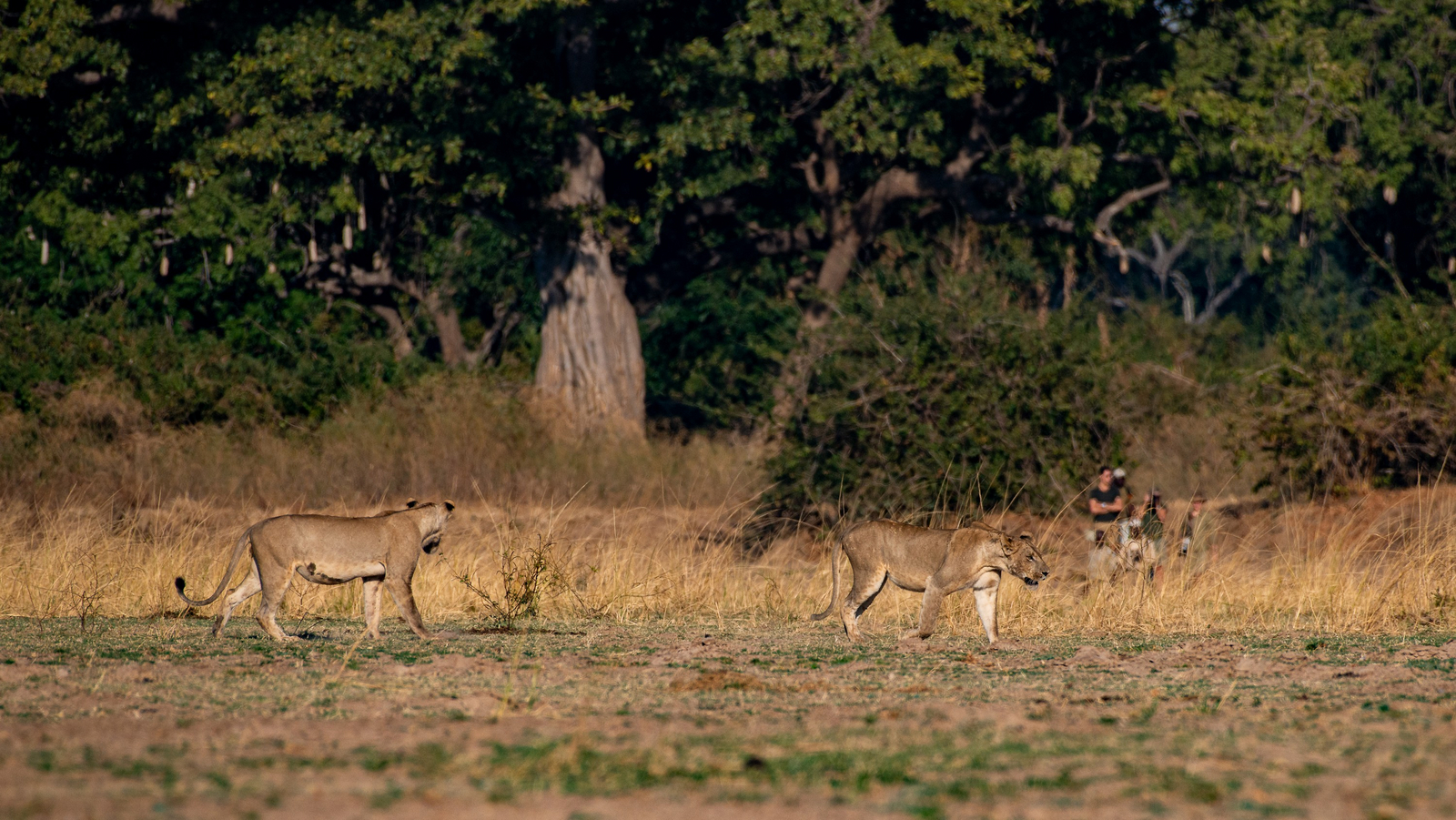 Chikoko Trails Chikoko Trails: Löwinnen