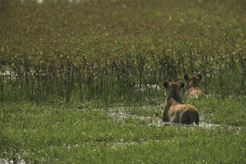 Duba Explorers Camp: Löwen im Wasserlauf