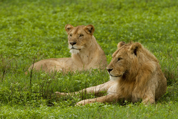 Fothergill Island: Löwen