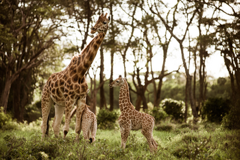 Giraffe Manor: Giraffenerlebnis