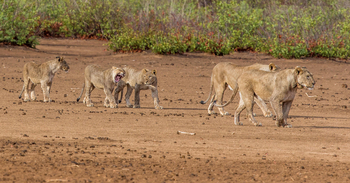 Hobatere Lodge: Löwenrudel