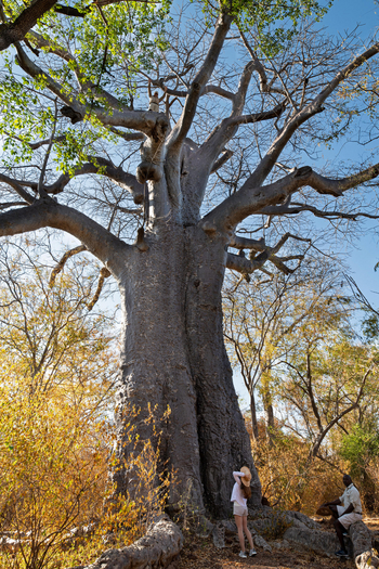 Ichingo Chobe River Lodge: Baobab Walking Tour