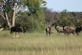 Imvelo Safaris Imvelo Safaris: Gnus im Grünen