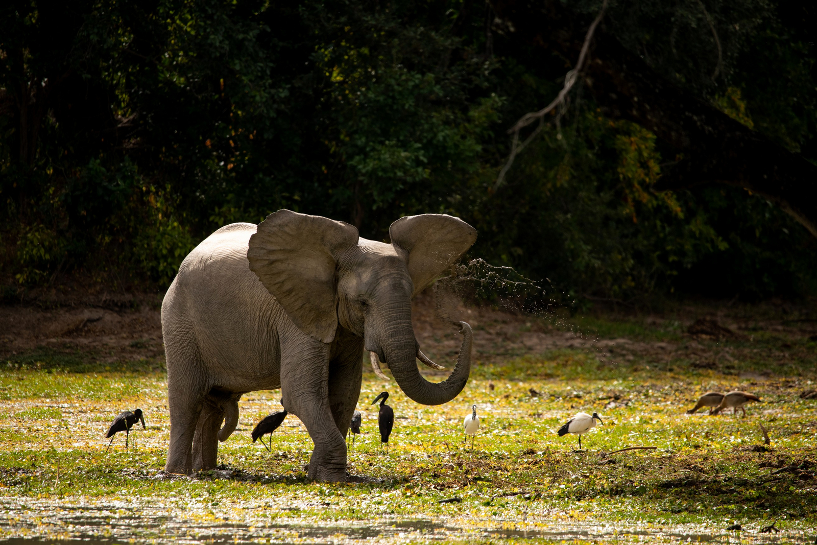 Ingwe Pan Camp Ingwe Pan Camp: Junger Elefant